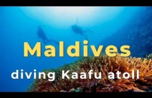 Podwodny świat Malediwów - wody wokół wyspy Thulusdoo