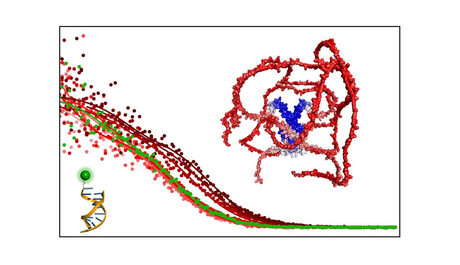 Białko TCF4 - elastyczny organizator aktywności genów w komórce