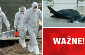 Ptasia grypa w woj. śląskim - wydzielono strefy objęte zakażeniem!