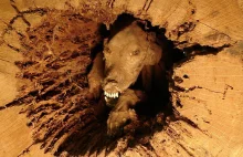 Stuckie - niezwykła mumia psa w pniu drzewa