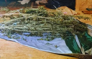 Wyszków: 29-latek zatrzymany za 2,8 kg marihuany