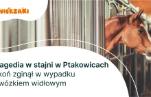 Tragedia w stajni w Ptakowicach koń zginął w wypadku z wózkiem widłowym