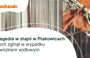 Tragedia w stajni w Ptakowicach koń zginął w wypadku z wózkiem widłowym
