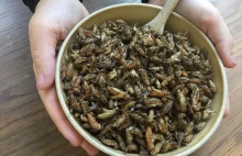 Katar zakazuje jedzenia insektów