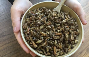 Katar zakazuje jedzenia insektów