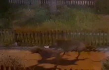 Psy bez smyczy atakują czworonogi w Płocku. Ich opiekun bagatelizuje sprawę