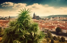 Czy Czechy zalegalizują marihuanę w styczniu 2024 r.?