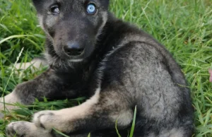 46-latek zabił suczkę i trzy szczeniaki, pójdzie na 2 lata do więzienia.