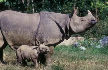 Czy zwięrzęta mogą się poparzyć na słońcu?