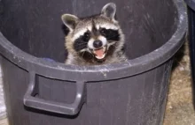 Plaga na Dolnym Śląsku. Wyżerają śmieci. Przybyły zapewne z Niemiec