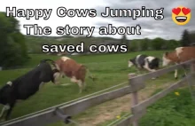 Szczęśliwe ocalone krowy skaczące z radości