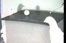 Badacz nauczył gołębie grać w ping ponga