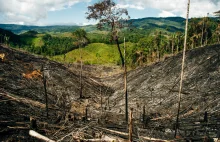 Kto wycina kolumbijską Amazonię? Grabieżcy ziemi gorsi od narkotykowych karteli