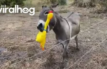 Prezent dla osła