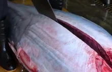 Porcjonowanie tuńczyka