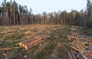 Europa traci tereny zielone. Polska w czołówce niechlubnego rankingu