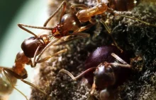 Mrówki uczą się szybciej po kofeinie.