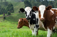 Bekanie krów emituje więcej CO2 niż cała Unia Europejska