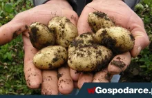 Nadprodukcja ziemniaków, rolnicy błagają o pomoc