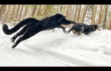 Zimowe harce czarnej pantery z rottweilerem na spacerze