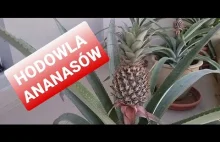 HODOWLA ANANASÓW W DOMU