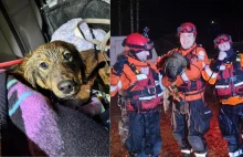 Pokonali 700 km, by ratować życie psa. Zwierzak spędził 6 dni w lodowatej wodzie