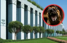 Psy zagryzły mężczyznę. Obrona chce kasacji wyroku dla ich właściciela