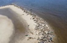 Niezwykłe zdjęcie z polskiej plaży. Po prostu leżały w słońcu