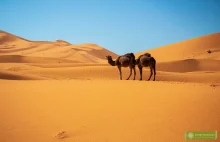 Erg Chebbi to najpiękniejsze wydmy w Maroku! Noc i dzień na pustyni.