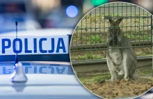 Kangur biegał po ulicach Krakowa. Został zatrzymany przez policję xD