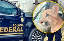 Brazylia: Policjanci uratowali pumę z rąk przestępców