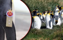 Pingwin mianowany na stopień generała. Doskonały przykład dla pozostałych pingwi