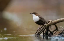 Pluszcz - jedyny ptak wróblowy zdolny do nurkowania i pływania pod wodą