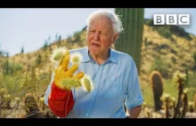 Poznajcie "Pluszowego Misia" najniebezpieczniejszą roslinę na pustyni znaną z...