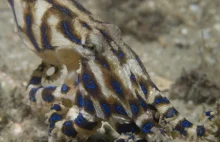 Samce ośmiornic paraliżują samice podczas kopulacji, aby uniknąć zjedzenia