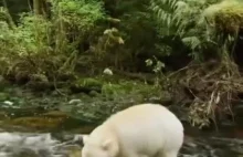 Najbardziej pechowy niedźwiedź grizzly