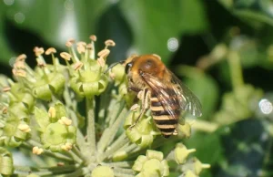 Lepiarka bluszczówka (Colletes hederae) – nowy w faunie Polski gatunek pszczoły