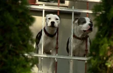 Kobieta zaatakowana przez agresywne psy w Rybniku