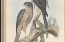 "Ptaki Australii" Johna Goulda - 7 tomów do obejrzenia na stronie biblioteki