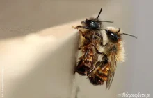 Strategie poszukiwań partnerki u dzikich pszczół