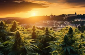 Luksemburg legalizuje uprawę 4 roślin konopi indyjskich i konsumpcję marihuany