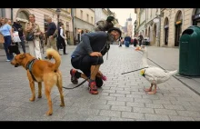 Darek podróżuje z gęsią na smyczy