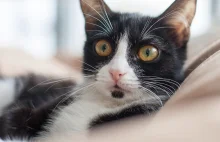 Śmiertelnie groźna choroba kotów - sprawdzone informacje na bieżąco