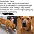 Fundacja DIOZ kradnie psy z posesji