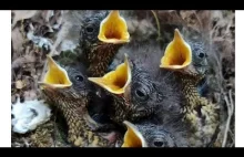 32l.mama czwórki dzieci oburza się, że mało jest mężczyzn z klasą, dobrym autem,