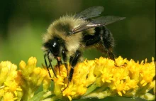 Trzmiele Bombus impatiens mogą przeżyć pod wodą nawet tydzień