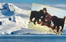 Porzucili psy na Antarktydzie. Dwa z nich przeżyły tam rok