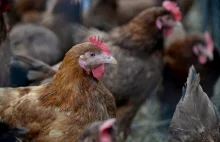 Czy ptasia grypa zagoni kury z wolnego wybiegu do klatek? | Okiem Rolnika