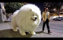 Te Psy Są Tylko dla Najbogatszych i Najodważniejszych!