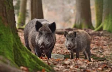 Coraz więcej świniodzików w Polsce. "Trzeba to zatrzymać"